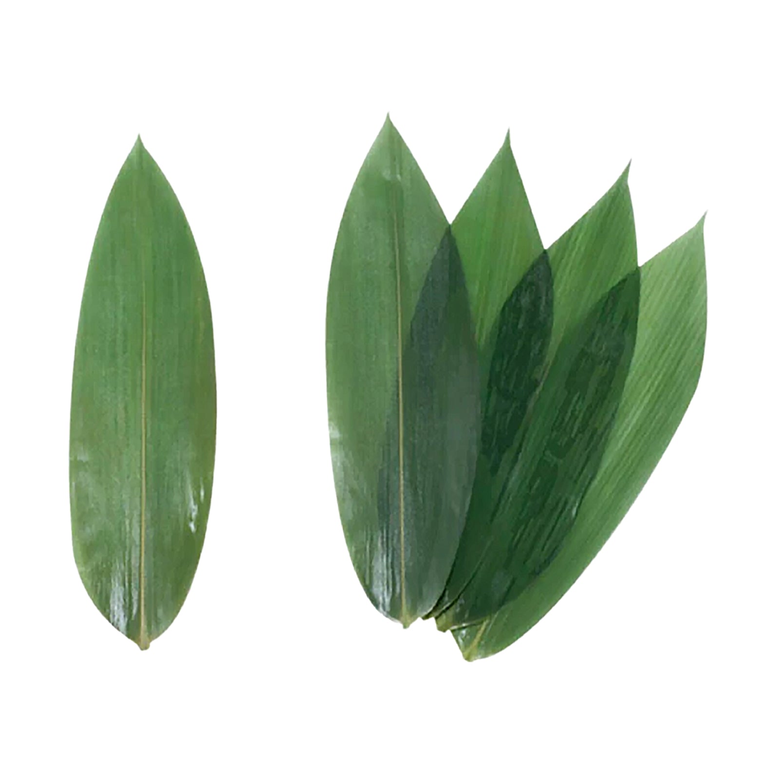 Bamboo Leaves 8cm 1pack