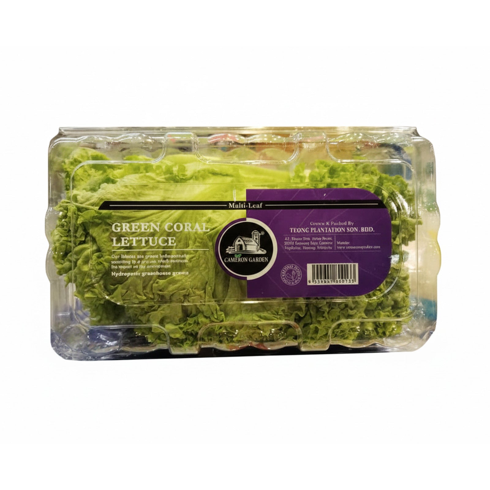 Cameron Garden Green Coral Lettuce (Malaysia) 250g