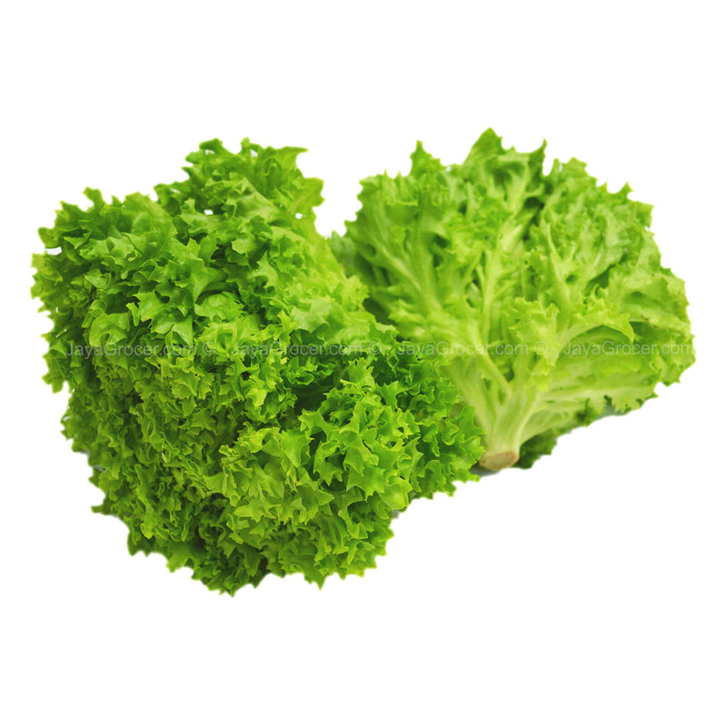 Genting Garden Green Coral Lettuce (Lollo Bionda) 170g