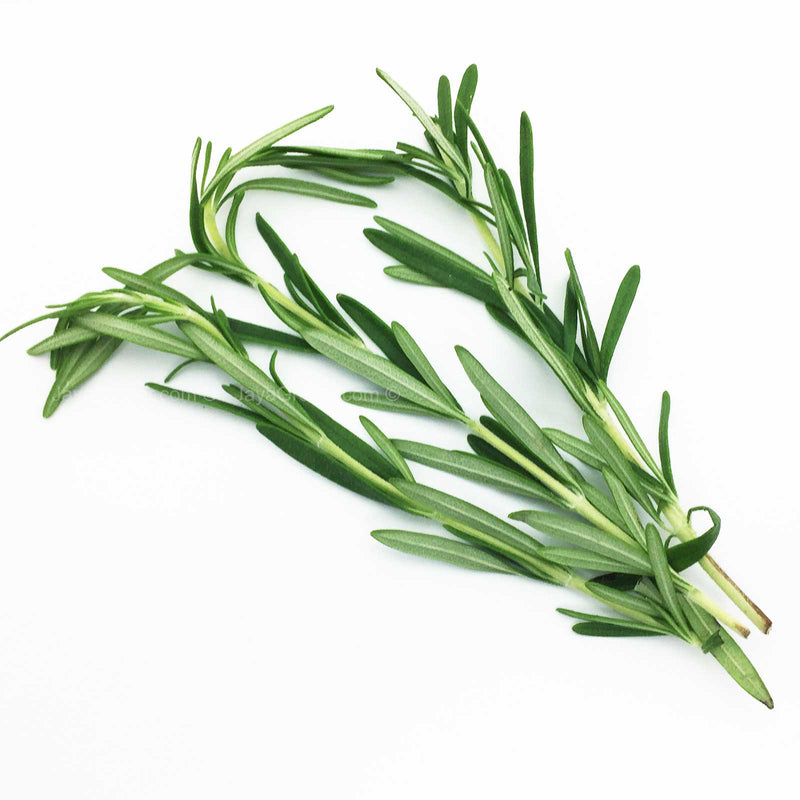 Genting Garden Rosemary (Malaysia) 50g