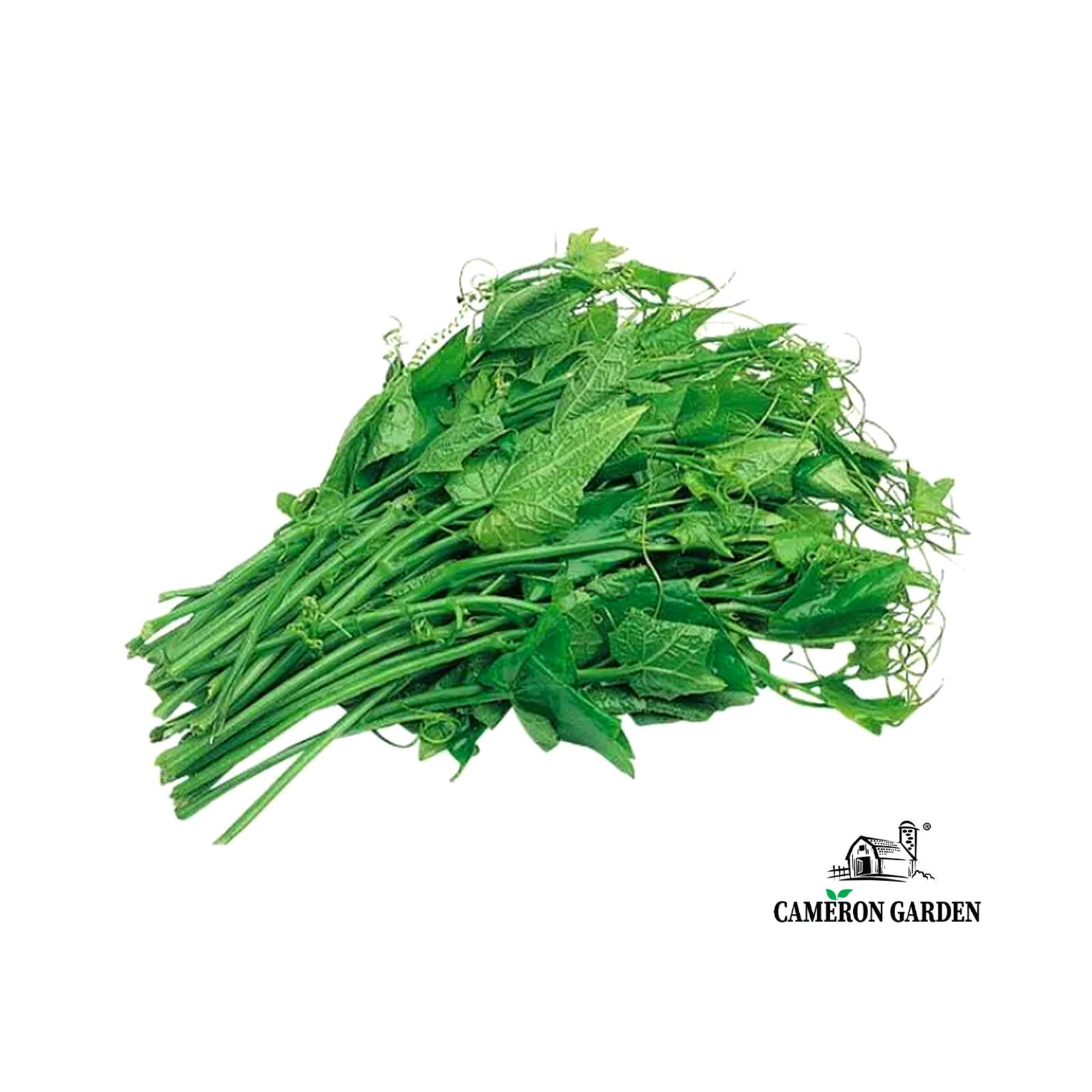 Cameron Garden Pucuk Labu (Long Sou Choy) (Malaysia) 250g