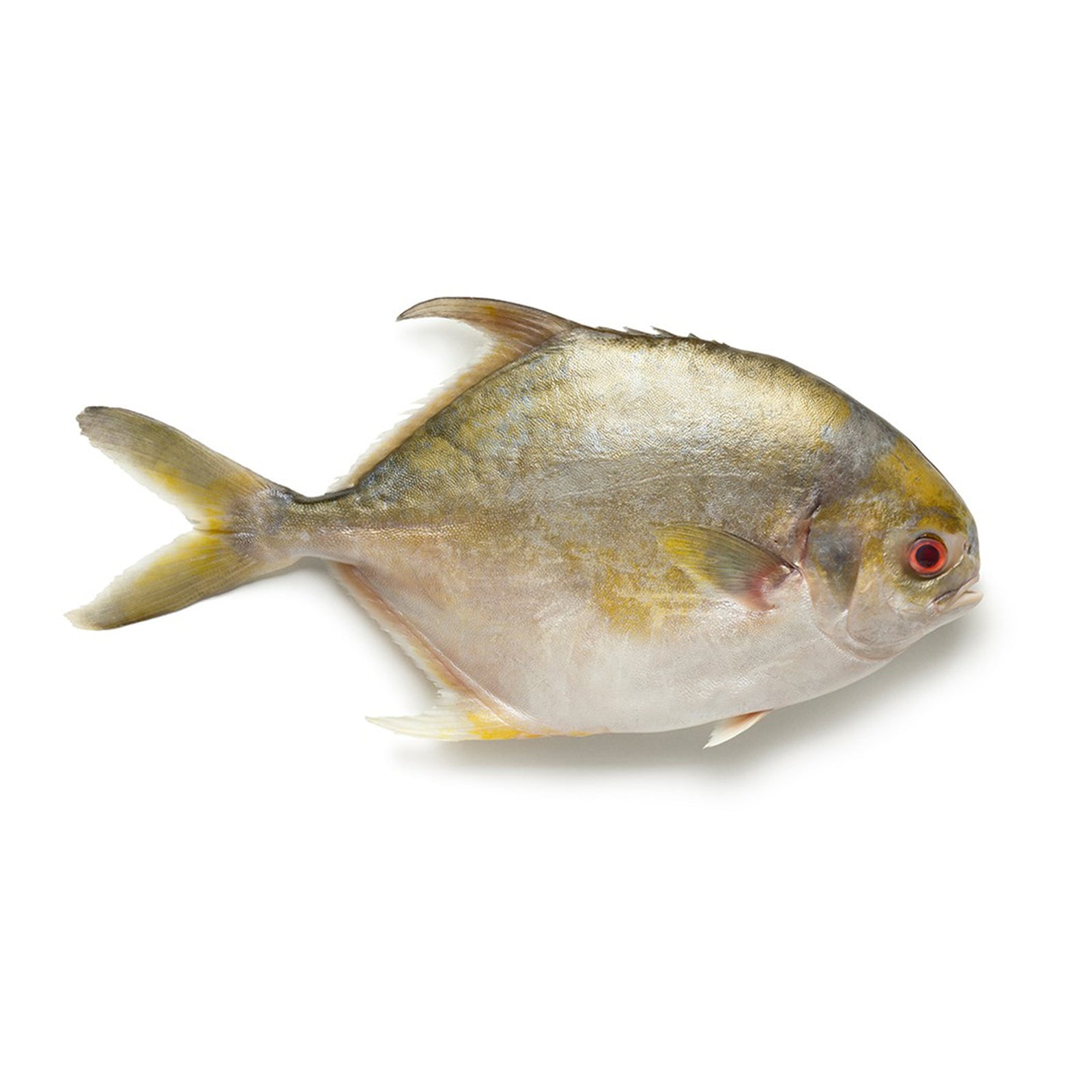 Frozen Golden Pomfret (Bawal Emas) 450g