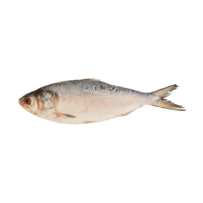 Frozen Terubok 400g