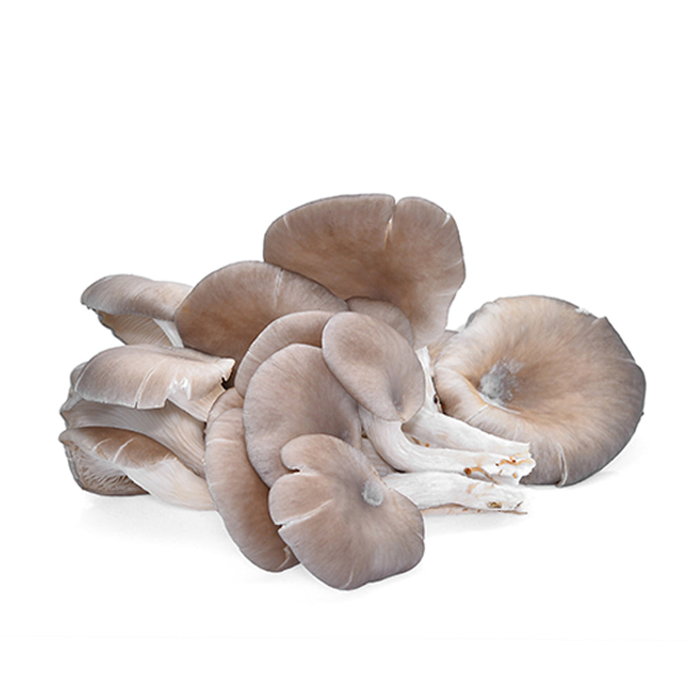 Frais Funghi Mushroom Grey Oyster (Malaysia) 200g