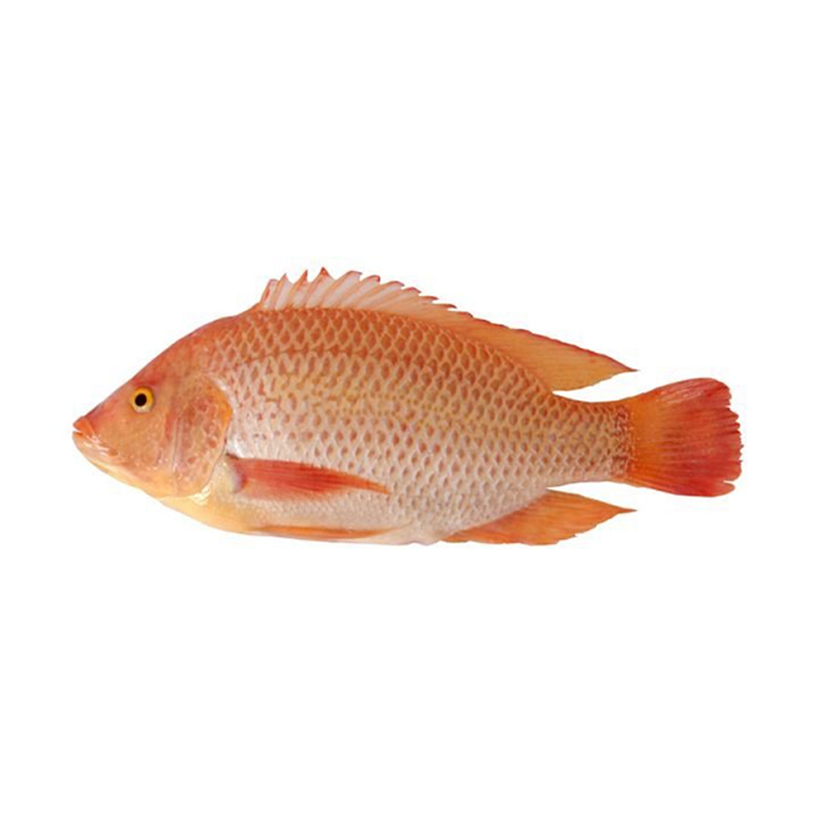 Ikan Talapia Merah 500g/pack