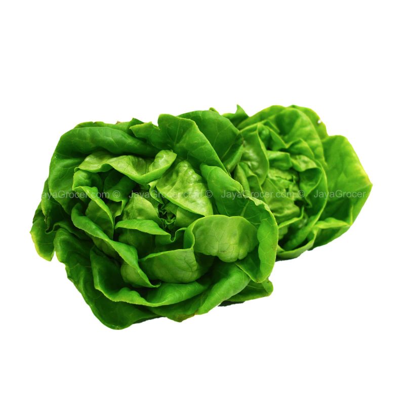 Butterhead Lettuce (Malaysia) 2pcs/pack